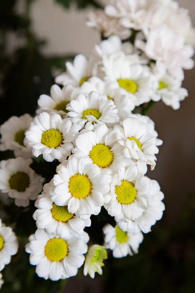 Blomma vit krysantemum — Stockfoto