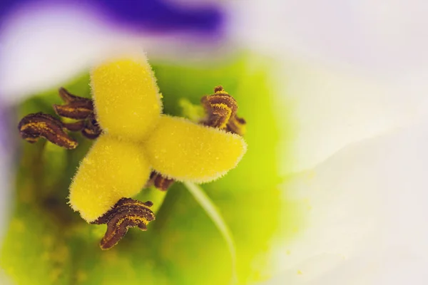 Flor bela lisianthus — Fotografia de Stock
