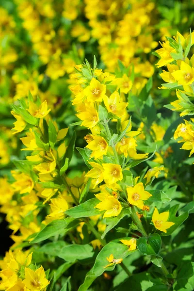 Fleur jaune noué — Photo