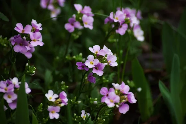 Primavera fiore rosa — Foto Stock