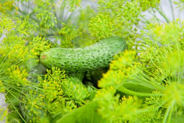 Salatalık önümüzdeki dereotu ile