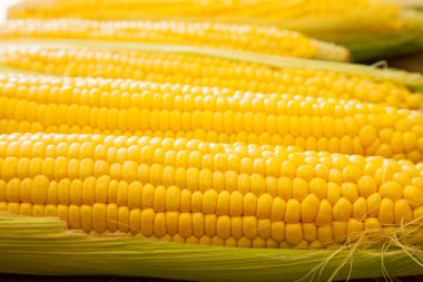 Gıda mısır koçanı