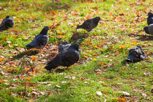 Pombas no prado do outono — Fotografia de Stock