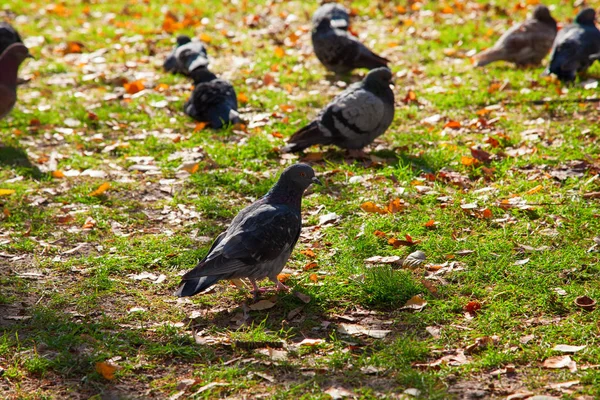 Colombe sul prato autunnale — Foto Stock