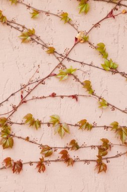 bitki dekoratif üzüm