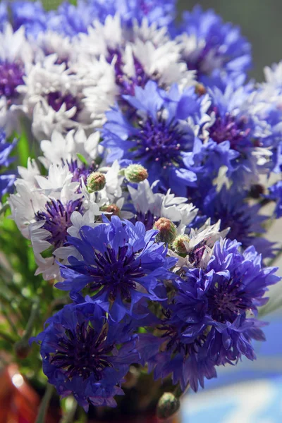 Flores vívidas aciano — Foto de Stock