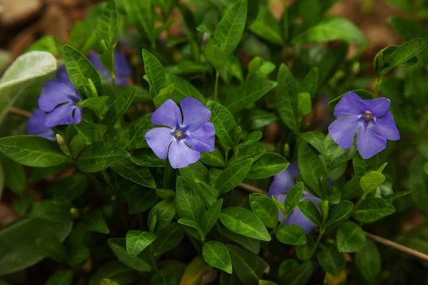 Blume blaues Immergrün — Stockfoto