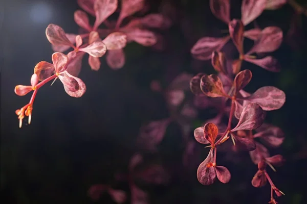 Nature plante épine-vinette — Photo