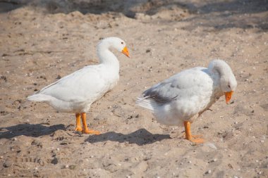 Sahilde, açık iki beyaz kaz