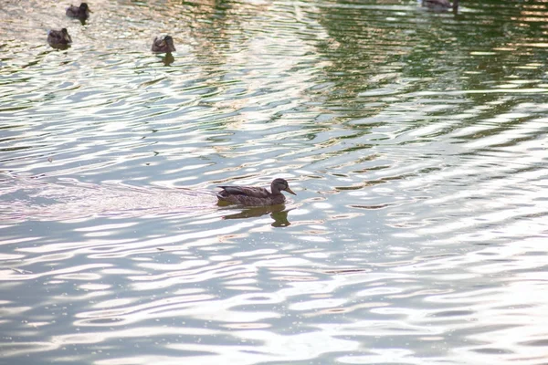 Wildenten — Stockfoto