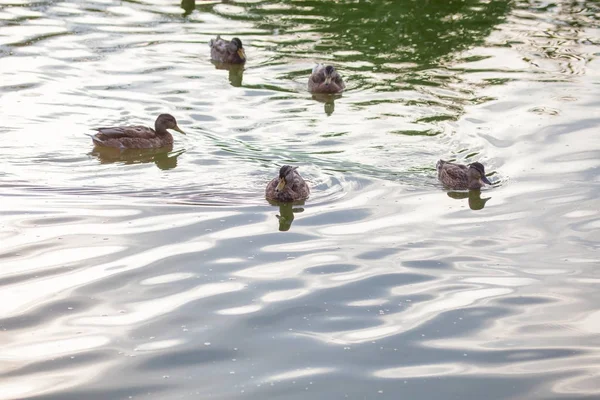 野生のカモ — ストック写真