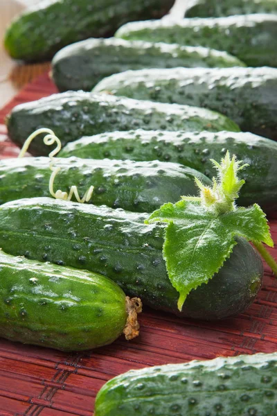 Cucumbers — Stock Photo, Image