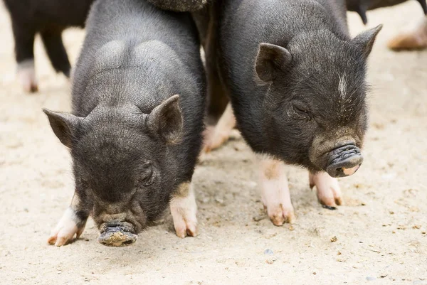 Vietnamese pigs