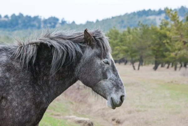 Caballo —  Fotos de Stock