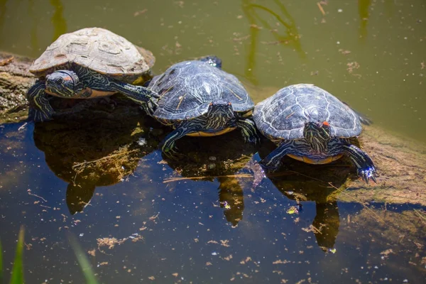 Zeeschildpad — Stockfoto