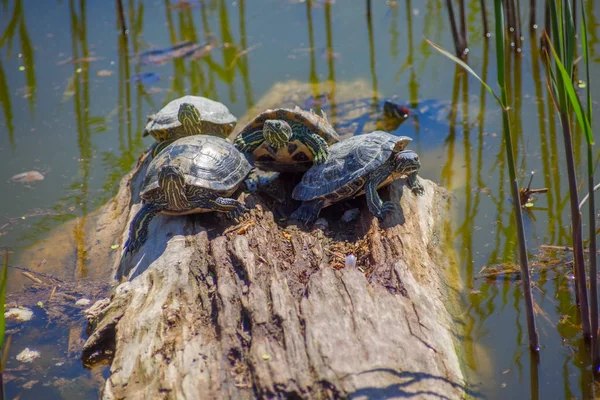 Zeeschildpad — Stockfoto