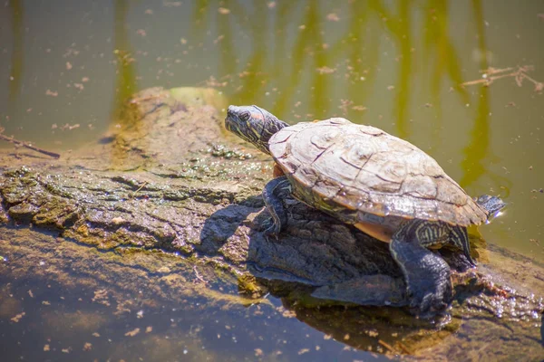 Zeeschildpad — Stockfoto