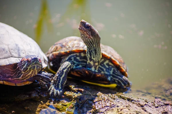 Zeeschildpad — Stockfoto