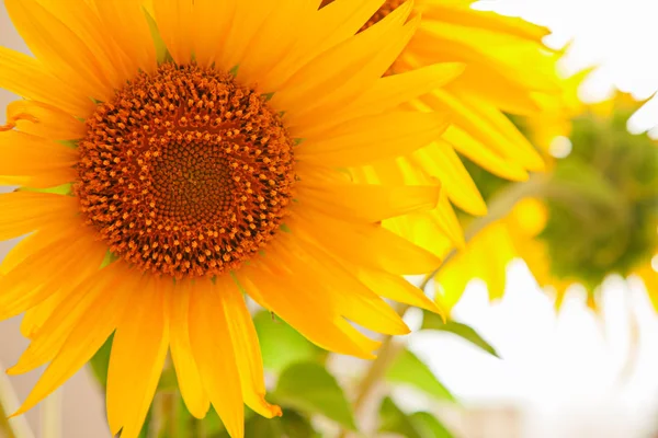 Flowers — Stock Photo, Image