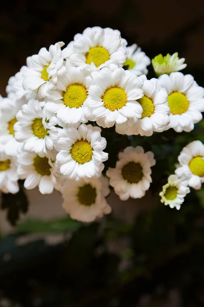 Flor — Foto de Stock