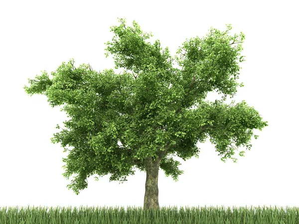 Дерево Трава Белом Фоне Рендеринг Стоковая Картинка