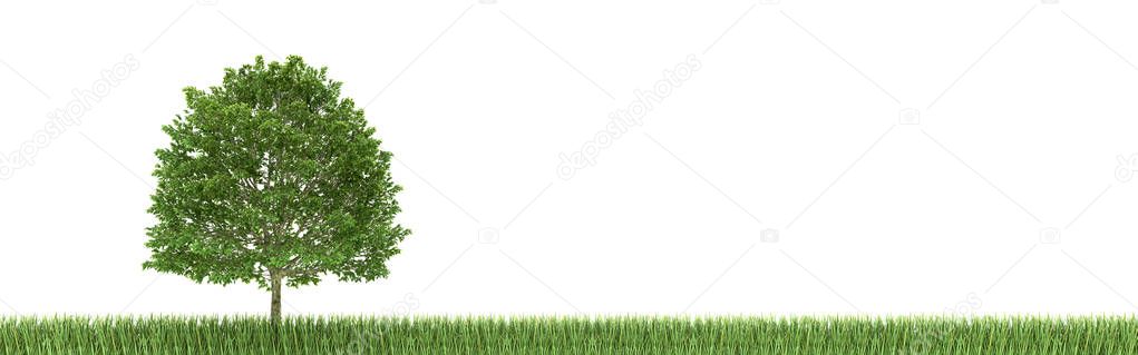 Tree and grass on white background (3d rendering)