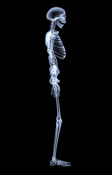 人体骨骼的X光照片 侧视图 3D渲染 — 图库照片