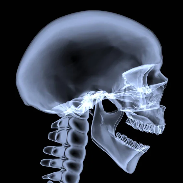 Ray Human Skull Side View Rendering — Stock Photo, Image