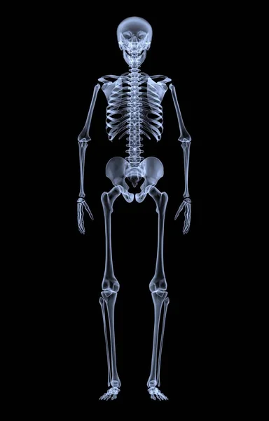Raios Esqueleto Humano Vista Frontal Renderização Imagem De Stock
