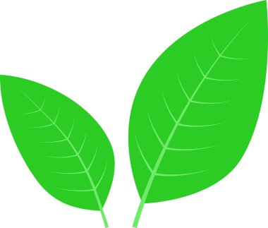 Beyaz arkaplanda izole edilmiş iki basit yaprak