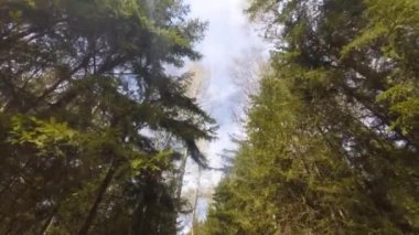 doğa yeşil ahşap, zaman atlamalı video