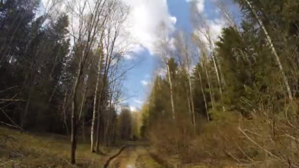 Nature green wood, time lapse video — ストック動画
