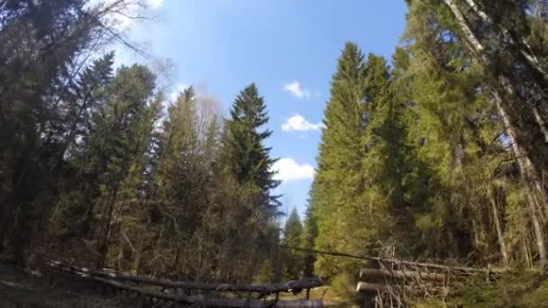 Natura zielony drewna, time lapse wideo — Wideo stockowe