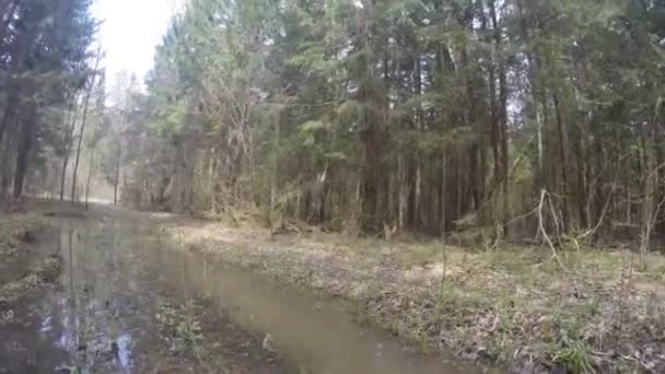 Natureza madeira verde, vídeo lapso de tempo — Vídeo de Stock