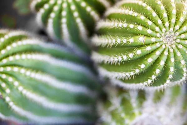 Kaktus-Makroaufnahme, selektiver Fokus. — Stockfoto