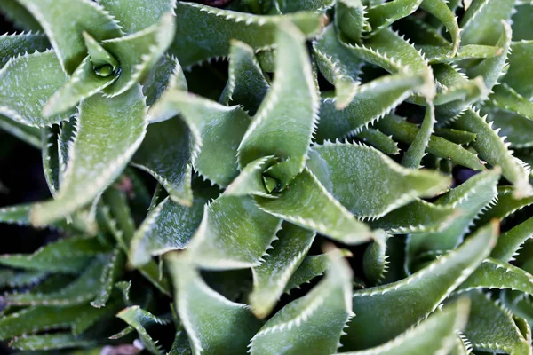 Green succulent leaves background. — Stock Photo, Image