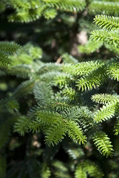 Pine Tree brunch närbild. Grön Gran. — Stockfoto