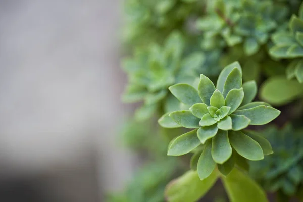 Green Succulent Plant Closeup Ceramic Pot Copy Space — Stock Photo, Image
