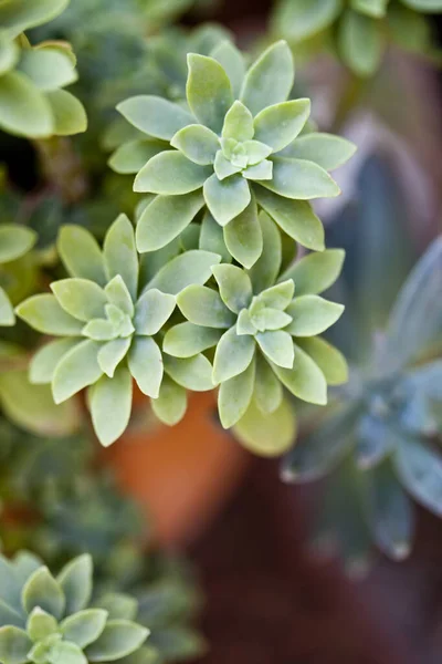 Green Succulent Plant Closeup Ceramic Pot Copy Space — Stock Photo, Image