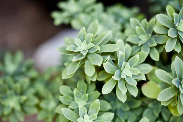 Green Succulent Plant Closeup Ceramic Pot Copy Space — Stock Photo, Image