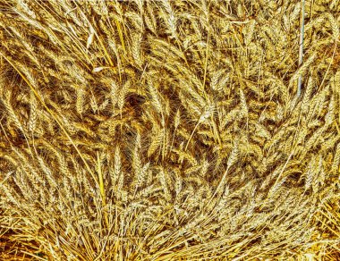 Background, set of rye ears, illuminated by the sun