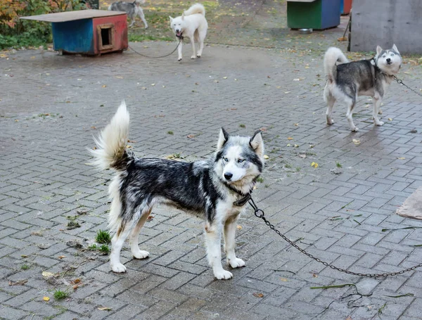 Cães Husky Com Uma Trela Parque Outono — Fotografia de Stock