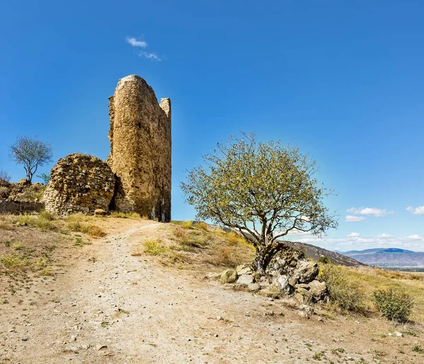 Hermoso Árbol Cerca Del Monasterio Jvari Mtskheta Georgia — Foto de Stock