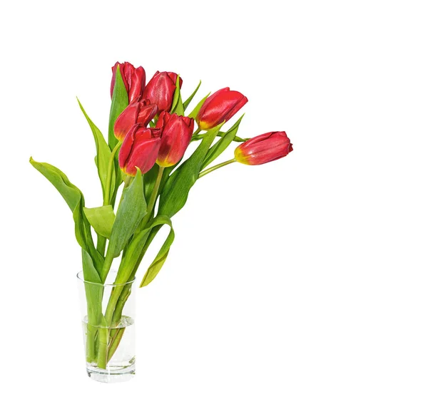 Strauß Roter Tulpen Isoliert Auf Einem Weißen — Stockfoto