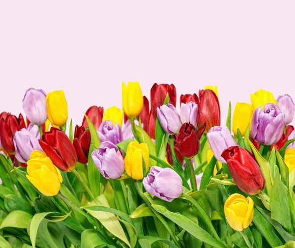 Wachsende Gelbe Lila Rote Tulpen Auf Dem Rosa — Stockfoto