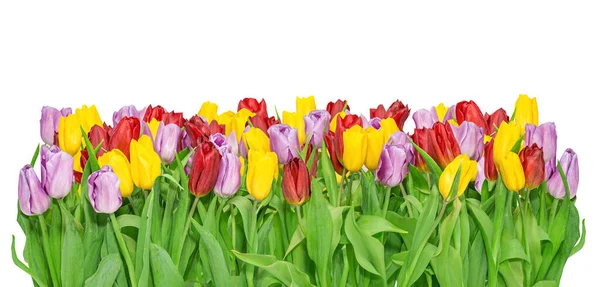 Growing Yellow Lilac Red Tulips Isolated White — Stock Photo, Image
