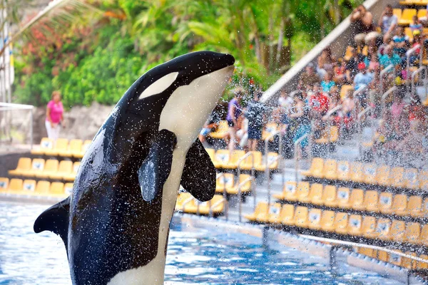 Orka in Loro Parque, Tenerife — Stockfoto