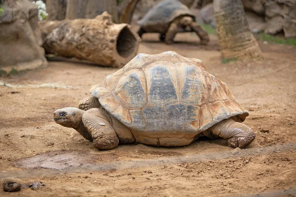 Stora landsköldpadda kryper i sanden — Stockfoto