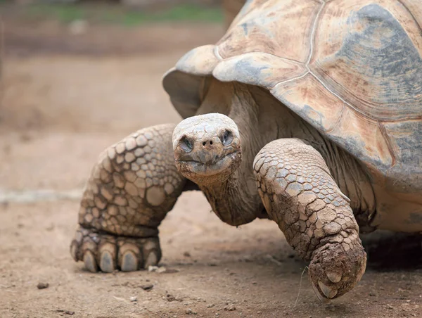 Große Landschildkröte kriecht im Sand Stockfoto