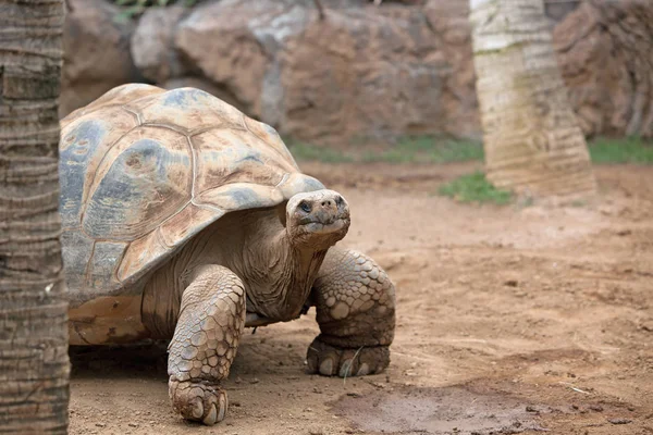 Große Landschildkröte kriecht im Sand lizenzfreie Stockbilder